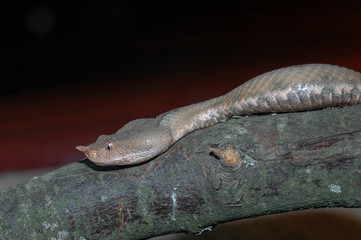 the horned viper looks you in the eye