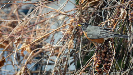 American Red-Breasted Robin picking grapes on the vine after winter in the backyard, Winnipeg, Manitoba, Canada