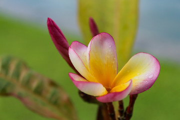 Plumeria with Water Droplets