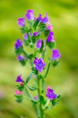Flowers in the spring