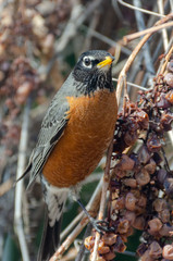 American Red-Breasted Robin picking grapes on the vine after winter in the backyard, Winnipeg, Manitoba, Canada