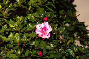 Obraz premium Blooming tree and leaves in spring