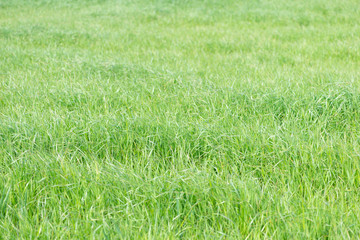 grass for growing cattle