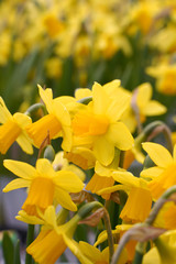 Obraz na płótnie Canvas yellow flower in the garden