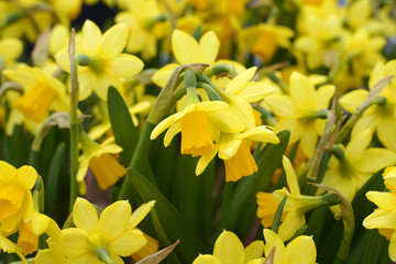 Spring yellow daffodils. Beautiful background with narcissus. Easter flowers.