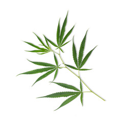 Marijuana leaf,Cannabis leaf isolated on white