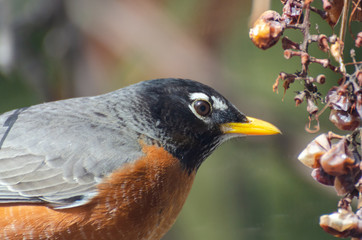 American Red-Breasted Robin eating old grapes on a vine branch in the springtime in Winnipeg, Manitoba, Canada