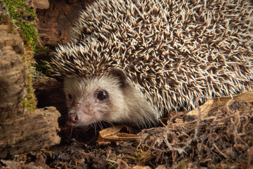 A hedge, Erinaceinae, close up half length portrait. It is foraging amongst the bark for food