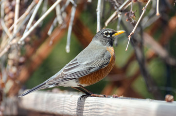 American Red Breasted Robin on a fence in a backyard in the springtime in Winnipeg, Manitoba