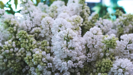 Beautiful white lilac flower macro shot. Floral concept close-up photo.