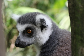 Singapore Zoo