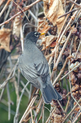 American Red-Breasted Robin perched in the back yard in springtime, Winnipeg, Manitoba