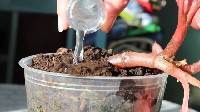 Water the transplanted houseplant from a plastic bottle.