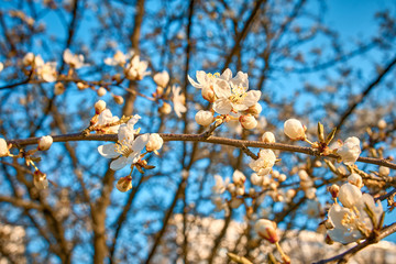 Branches of plum blossoms, white flowers in spring, the plum tree in bloom
