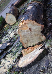 Fototapeta premium Sawn tree and the remaining stump of it
