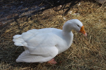 goose