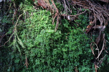 山中の瑞々しい苔（高知市　工石山）