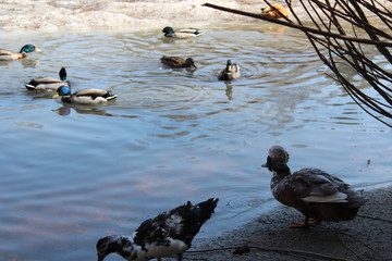 ducks swim on the lake