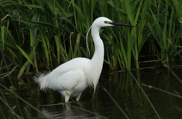 A beautiful Little Egret, Egretta garzetta, hunting for food in the reeds at the edge of a river.