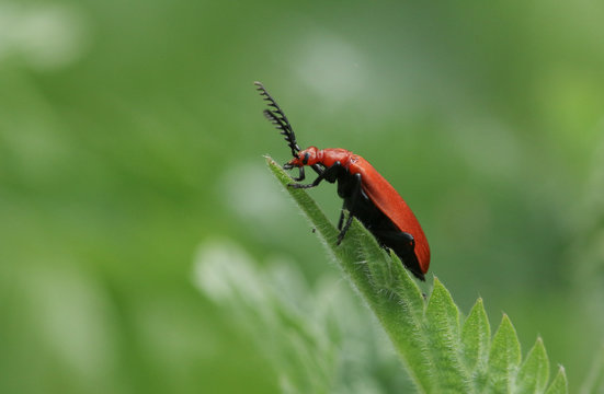 A stunning Red-headed Cardinal Beetle (Pyrochroa serraticornis) perched on top of a stinging nettle leaf.