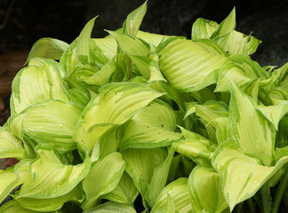 The leaves of a Hosta plant growing in a garden in the UK in Spring.