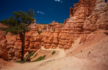 Fototapeta premium Beautiful Bryce Canyon, United States