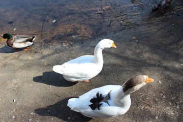 geese on the lake
