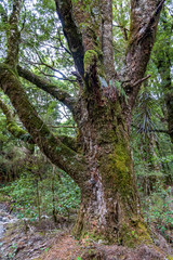 Rain forest near Blue pools at Wanaka river in New Zealand