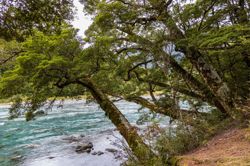 Rain forest near Blue pools at Wanaka river in New Zealand