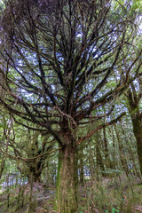 Rain forest near Blue pools at Wanaka river in New Zealand