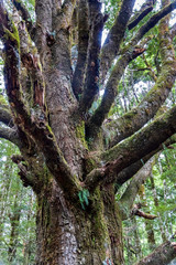 Rain forest near Blue pools at Wanaka river in New Zealand