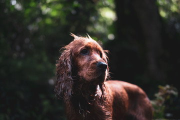 Coker spaniel portrait