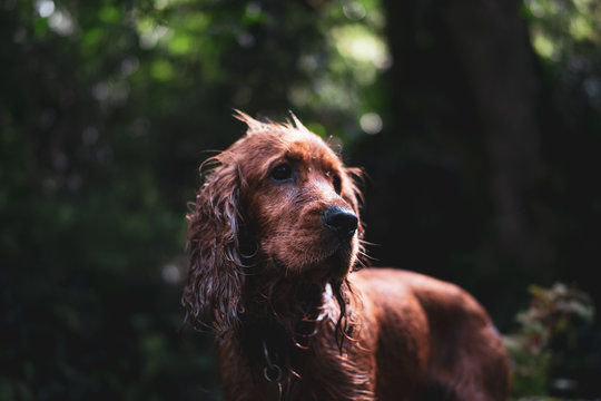 Coker spaniel portrait