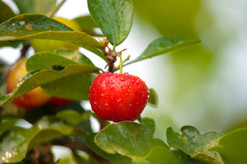 Acerola cherry on the tree with water drop, High vitamin C and antioxidant fruits.