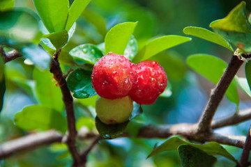Acerola cherry on the tree with water drop, High vitamin C and antioxidant fruits.