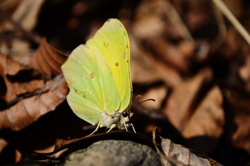 A common brimstone butterfly (Gonepteryx rhamni) sitting on a flower. Gonepteryx rhamni (known as the common brimstone) is a butterfly of the family Pieridae.