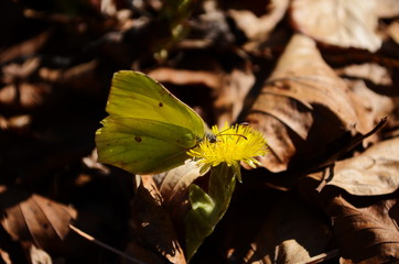 A common brimstone butterfly (Gonepteryx rhamni) sitting on a flower. Gonepteryx rhamni (known as...