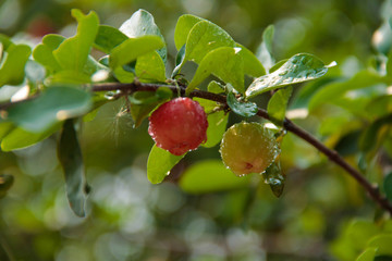 Acerola cherry on the tree with water drop, High vitamin C and antioxidant fruits.