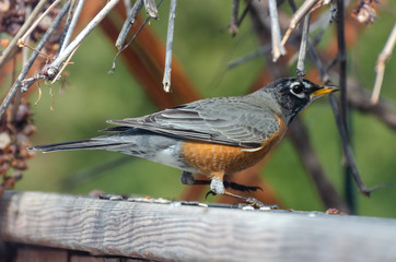 American Red Breasted Robin on a fence in a backyard in the springtime in Winnipeg, Manitoba