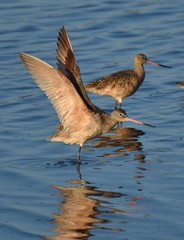 A marbled godwit (Limosa fedoa) spreads its wings along the edge of one of the old salt ponds at Moss Landing Wildlife Area
