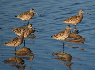 A group of marbled godwits (Limosa fedoa) along the edge of one of the old salt ponds at Moss Landing Wildlife Area.