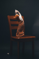cat on a chair