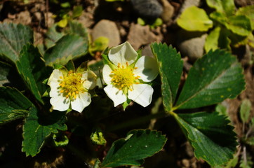 Strawberry flower. Strawberry Petal. Blooming Strawberry flower