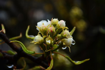 A close white pear tree flowers covered drops of water. A close view.