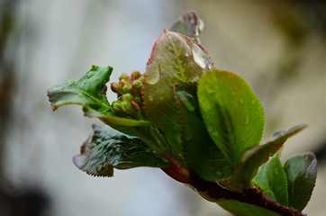 Unblown honeysuckle buds on the branches of a shrub in the garden in early spring. Shallow depth of field. Beautiful branches of honeysuckle.