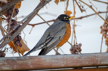 American Red Breasted Robin on a fence in a backyard in the springtime in Winnipeg, Manitoba