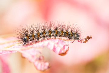 A hairy and itchy caterpillar rests on a pink leaf. Macro close up shot. 