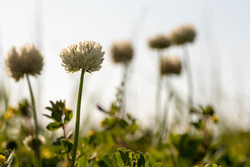White clover or Dutch clover flower sprouts everywhere during spring season. 