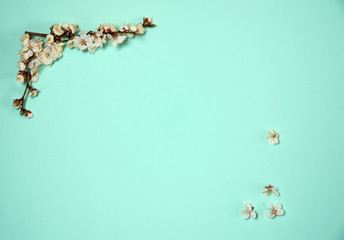 Flower composition. Border of spring branches of a flowering apricot on a pastel blue background. Free space.