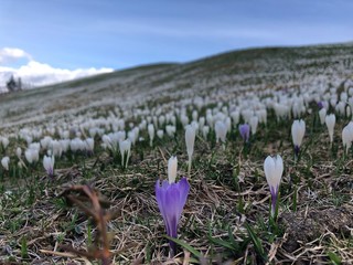 spring crocus flowers